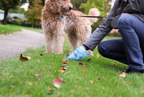 Pet Waste / Yard Clean-Up